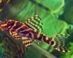 L450 Hypancistrus Sp. M