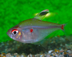 Hyphessobrycon Socolofi M