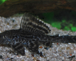 Hypostomus Plecostomus L