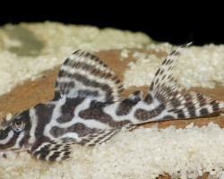 L236 Hypancistrus Sp.  M