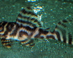 L400 Hypancistrus Sp. S/M