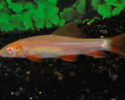 Epalzeorhynchos Frenatus Albino M