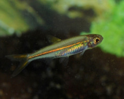 Ladigesia Roloffi S