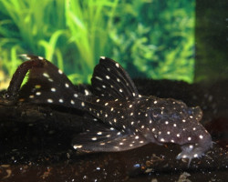 Leporacanthicus Sp.Aff.Galaxias L240 M