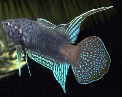 Macropodus Ocellatus L
