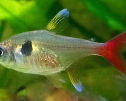 Megalamphodus Roseus M