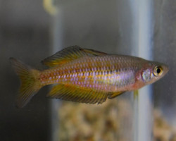Melanotaenia Parkinsoni Ml  Femmina