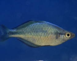 Melanotaenia Lacustris L