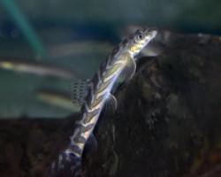 Mesonoemacheilus Triangularis L