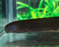 Isichthys Henryi M