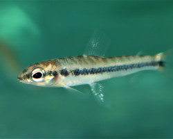 Nannocharax Altus M