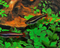 Nannostomus Bekfordi M