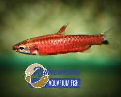 Nannostomus Amaya L