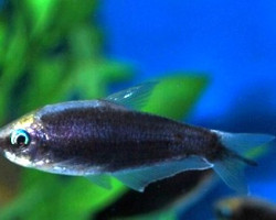 Nematobrycon Palmeri Black M