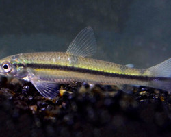 Apareiodon Cf. Machristi L