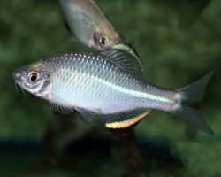 Paratanakia Chii S