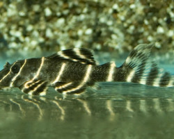 Panaqolus Albivermis L204 L
