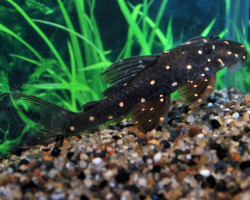 Panaqolus Albomaculatus Lda31 L