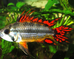 Apistogramma Cacatuoides Double Red L