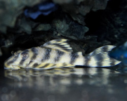 L288 Peckoltia Sp. M