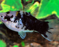 Platy Coffee L