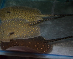 Potamotrygon Hybrid M