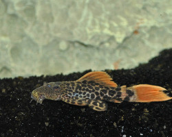 L600 Pseudacanthicus Leopardus  M/L