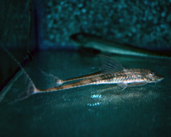 Pseudohemiodon Sp. Peru I L