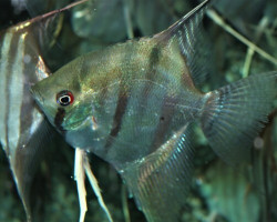 P. Scalare Rio Negro M/L