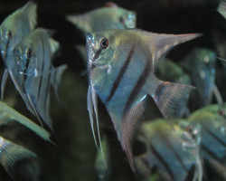 P. Scalare Blue M