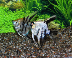 Pterophyllum Sc. Koi Diamant M