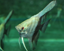 P. Scalare Bicolor M