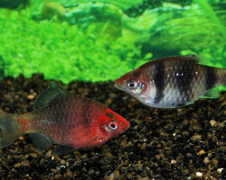 Pethia Nigrofasciata S/M