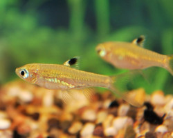 Brevibora Dorsiocellata L