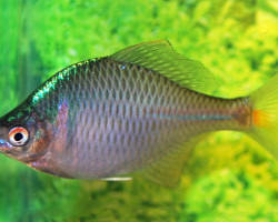 Rhodeus Ocellatus M