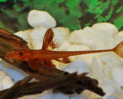 L010A Rineloricaria Sp.  M