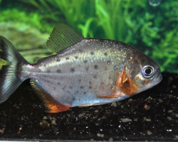 Serrasalmus Nattereri S/M