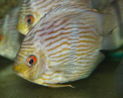 Symphysodon Curidiqui L