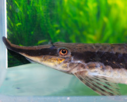 Sturisoma Nigrirostrum Xl