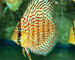 S. Aequifasciatus Pantera S