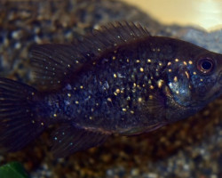 Paratilapia Polleni M