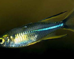 Marosatherina Ladigesi M/L