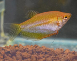 Trichogaster Leeri Gold S/M
