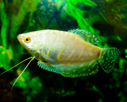 Trichopodus Trichopterus Platinum S