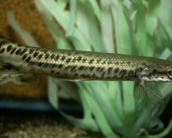 Atractosteus Spatula S