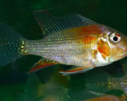 Acarichthys Heckelii Variatus S