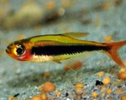 Tucanoichthys Tucano M