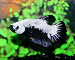 Betta Sp. Plakat Black Samurai Maschio L