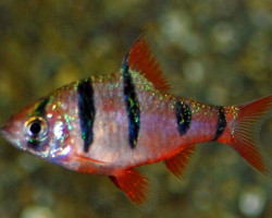 Desmopuntius Pentazona M