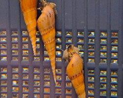 Stenomelania Plicaria M
